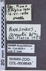 Etiketten zu Anostirus cerrutii (NHMW-ZOO-COL-0008648)